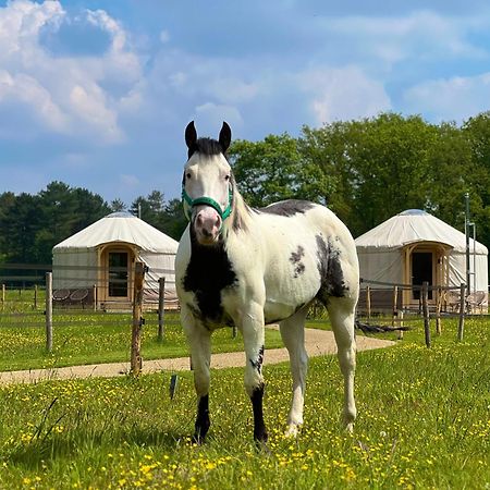 Magnolia Hoeve - Unieke Bestemming Voor Paardenliefhebbers En Bijzondere Overnachtingen In De Natuur Ledeacker ภายนอก รูปภาพ
