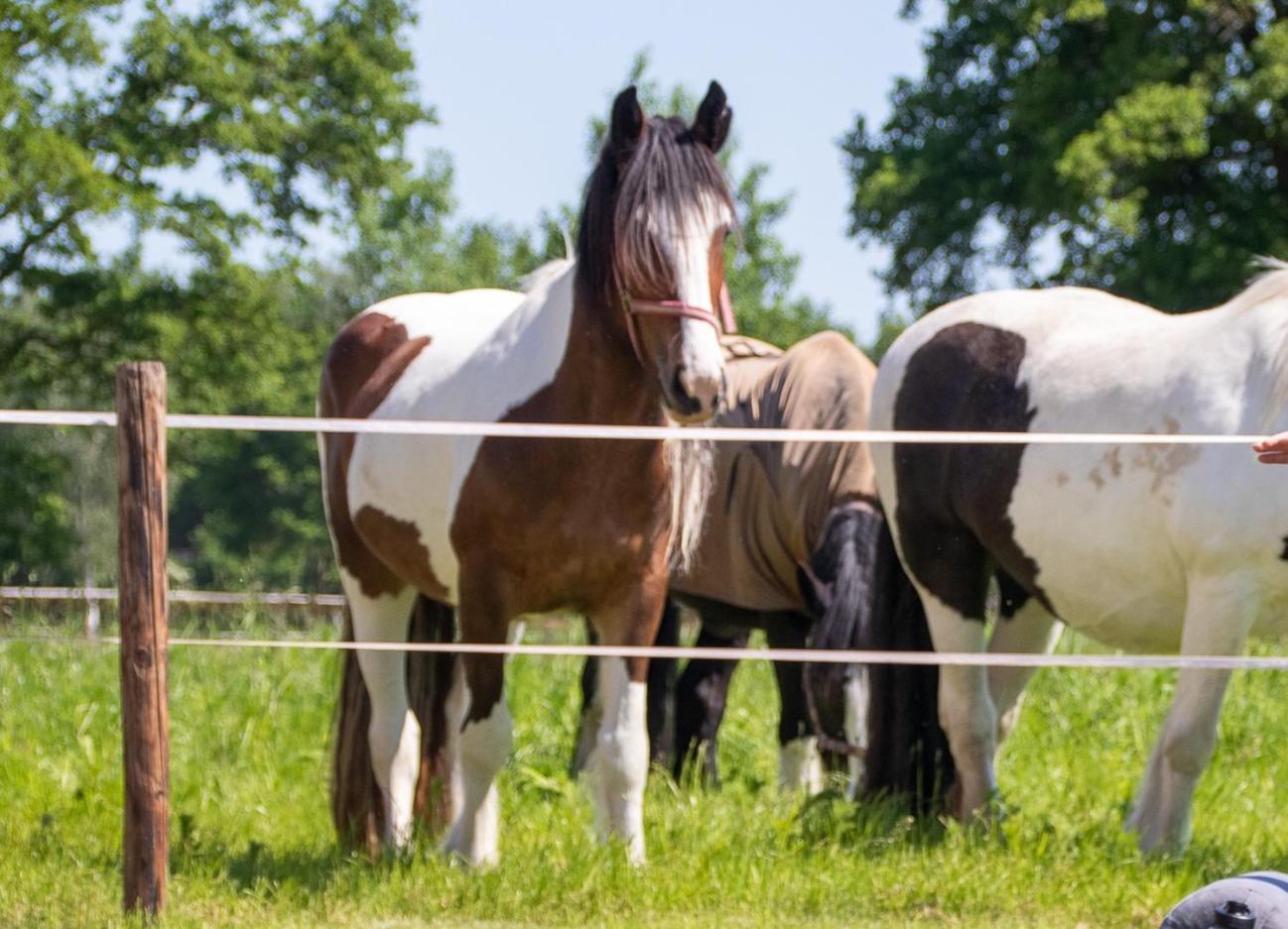 Magnolia Hoeve - Unieke Bestemming Voor Paardenliefhebbers En Bijzondere Overnachtingen In De Natuur Ledeacker ภายนอก รูปภาพ