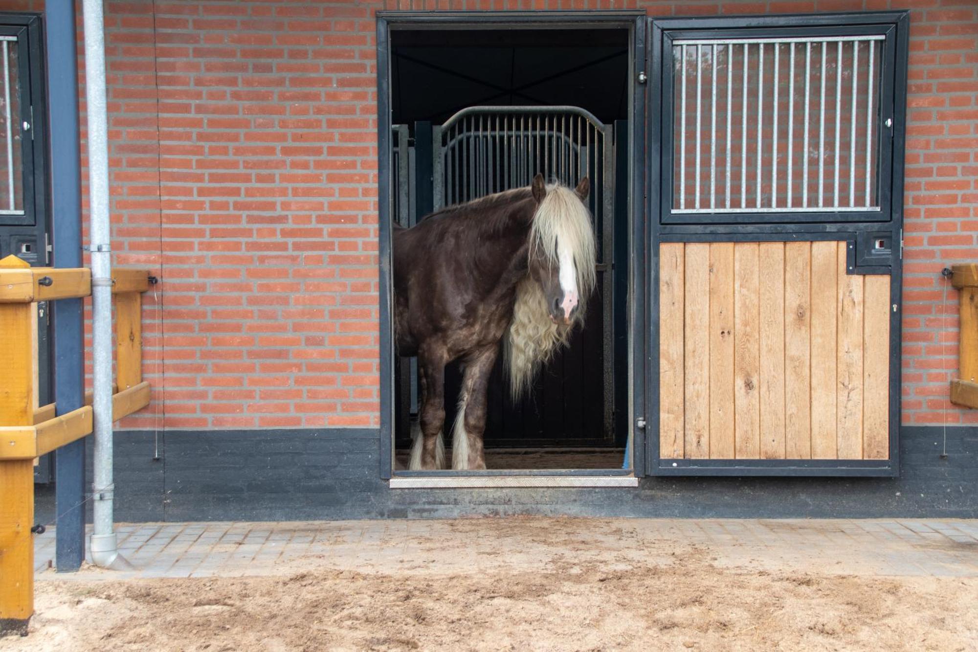 Magnolia Hoeve - Unieke Bestemming Voor Paardenliefhebbers En Bijzondere Overnachtingen In De Natuur Ledeacker ภายนอก รูปภาพ