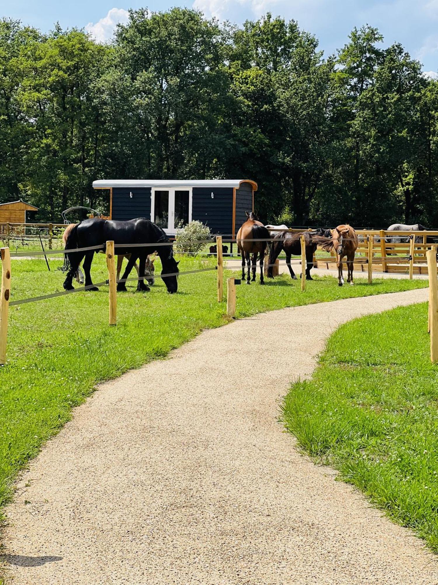 Magnolia Hoeve - Unieke Bestemming Voor Paardenliefhebbers En Bijzondere Overnachtingen In De Natuur Ledeacker ภายนอก รูปภาพ
