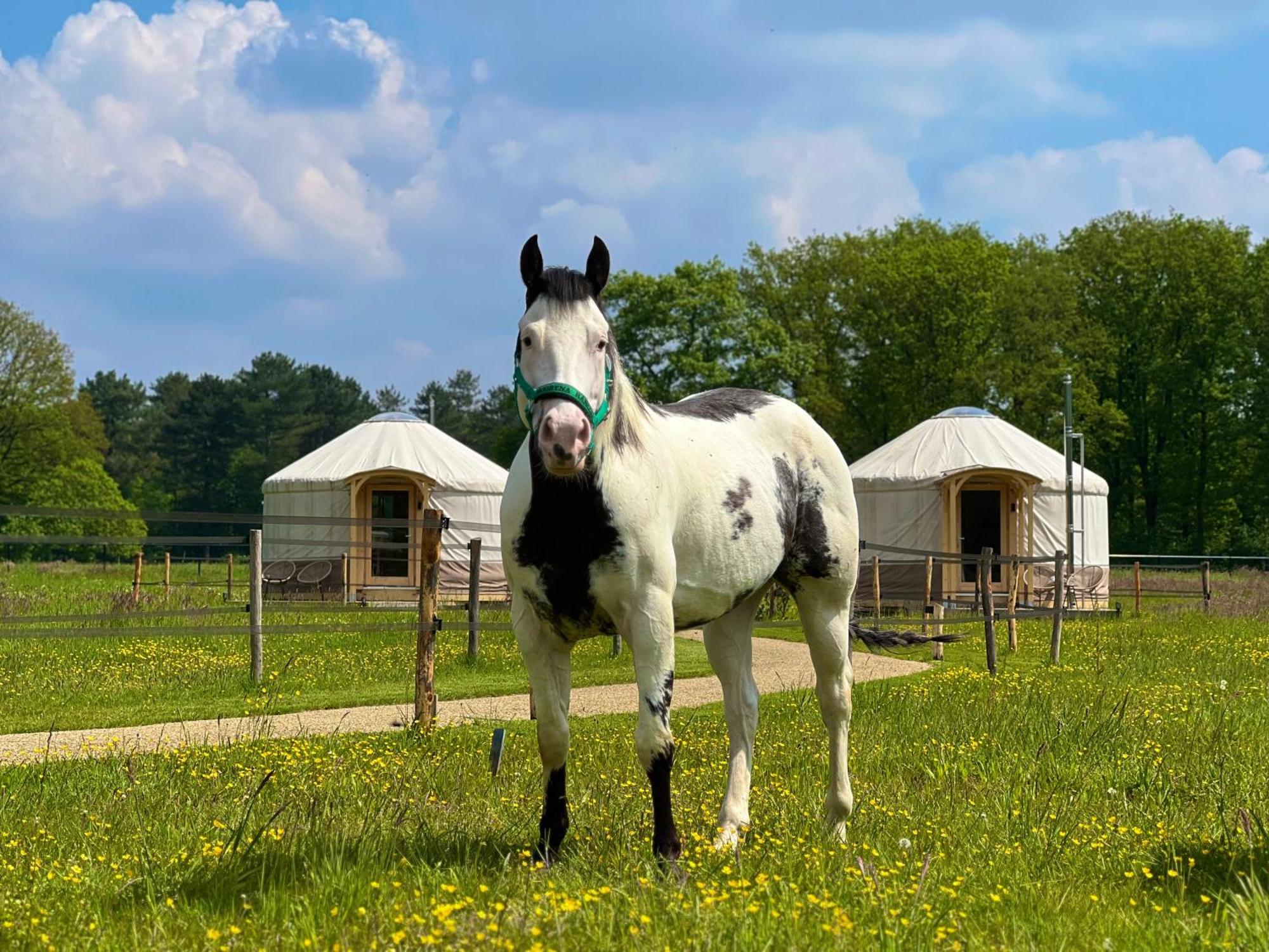 Magnolia Hoeve - Unieke Bestemming Voor Paardenliefhebbers En Bijzondere Overnachtingen In De Natuur Ledeacker ภายนอก รูปภาพ