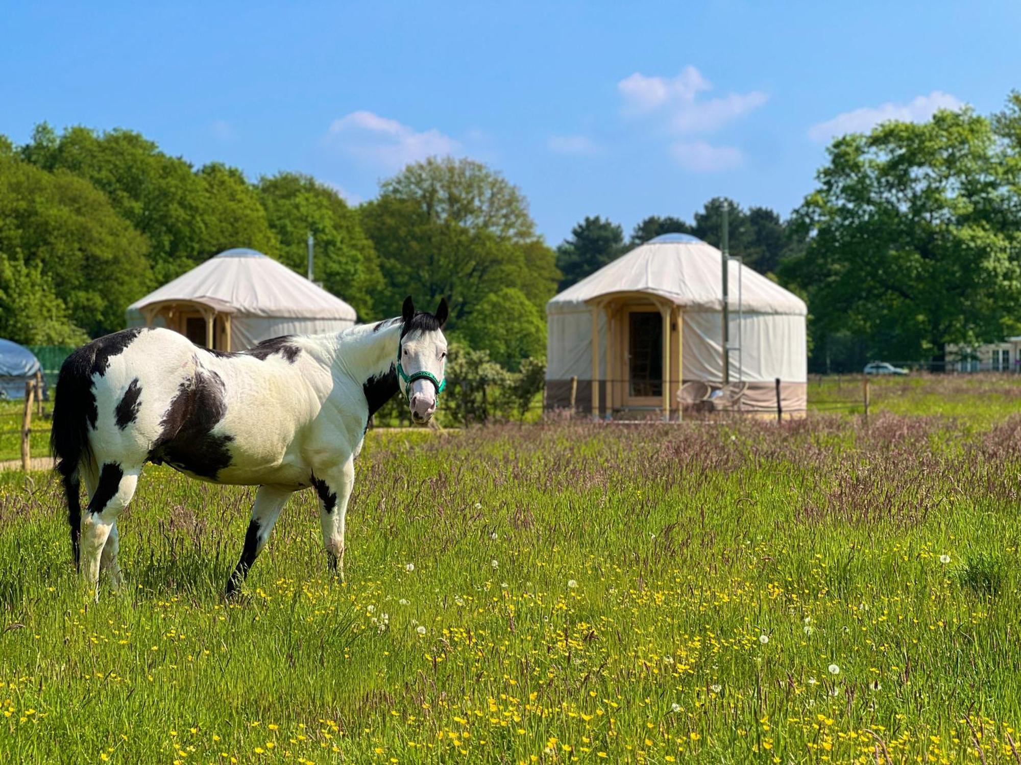 Magnolia Hoeve - Unieke Bestemming Voor Paardenliefhebbers En Bijzondere Overnachtingen In De Natuur Ledeacker ภายนอก รูปภาพ